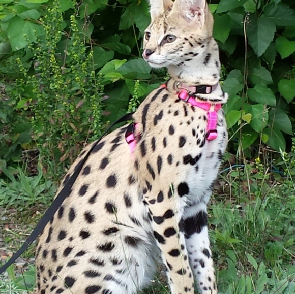 Meet your Posher, Neysa - Picture 1 of 1